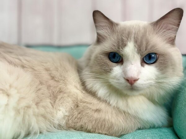 [#29299] Red Point Male Ragdoll Kittens For Sale