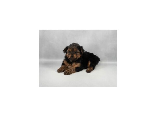 [#29301] Black and Tan Female Yorkshire Terrier Puppies For Sale