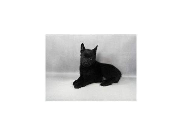 [#29302] Black Female Schipperke Puppies For Sale