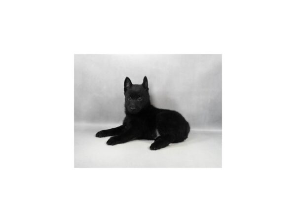 [#29303] Black Male Schipperke Puppies For Sale