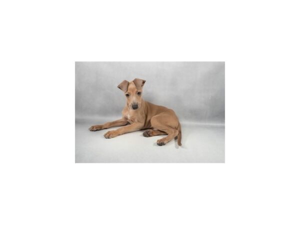[#29305] Blue Fawn Male Italian Greyhound Puppies For Sale