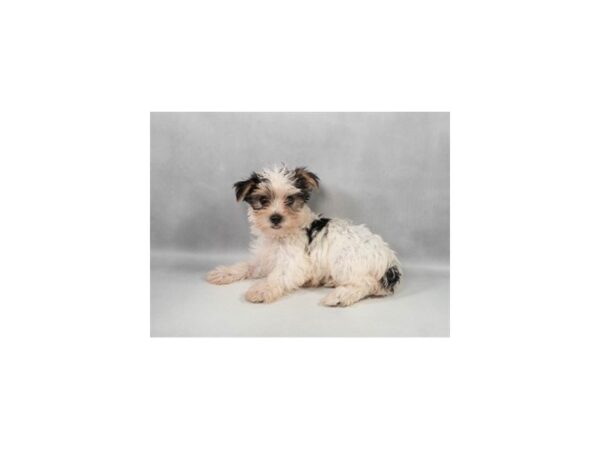 [#29306] Black and Tan Female Maltese/Yorkshire Terrier Puppies For Sale
