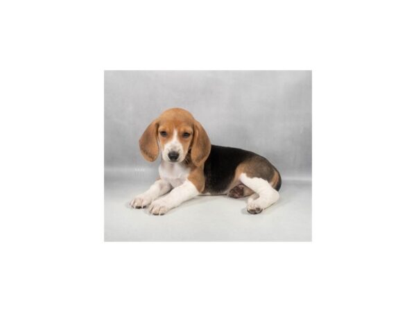 [#29307] Black Tan and White Female Beagle Puppies For Sale