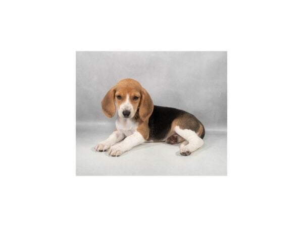 [#29307] Black Tan and White Female Beagle Puppies For Sale