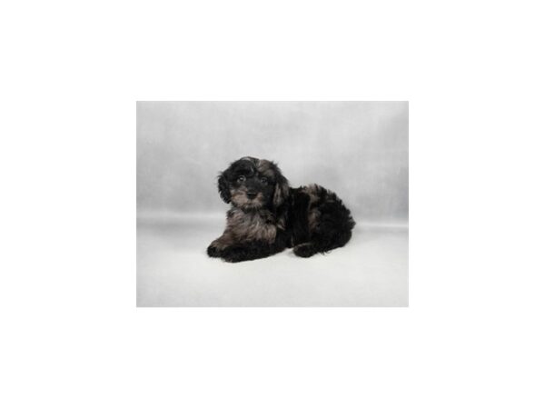 [#29308] Black and Silver Dapple Male Dachshund/Poodle Puppies For Sale