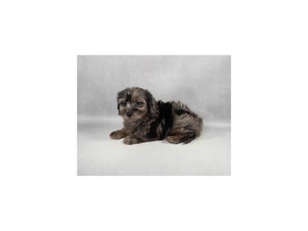 [#29309] Black and Silver Dapple Male Dachshund/Poodle Puppies For Sale