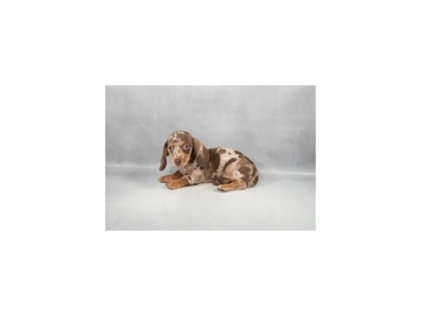 [#29310] Chocolate Dapple Female Dachshund Puppies For Sale