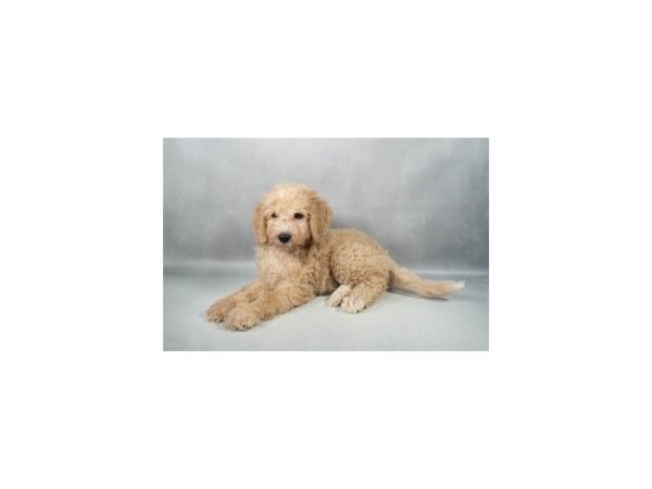 [#29311] Cream Female F1B Mini Goldendoodle Puppies For Sale