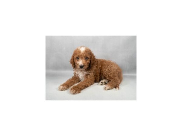 [#29312] Red Male F1B Mini Goldendoodle Puppies For Sale