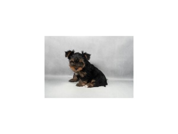 [#29313] Black and Tan Male Yorkshire Terrier Puppies For Sale