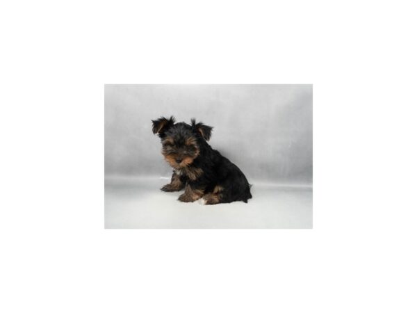 [#29313] Black and Tan Male Yorkshire Terrier Puppies For Sale