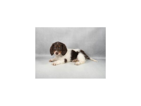 [#29314] Chocolate and Tan Female Dachshund Puppies For Sale