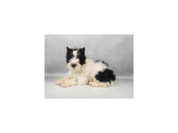 [#29315] Black and Silver Female Miniature Schnauzer Puppies For Sale