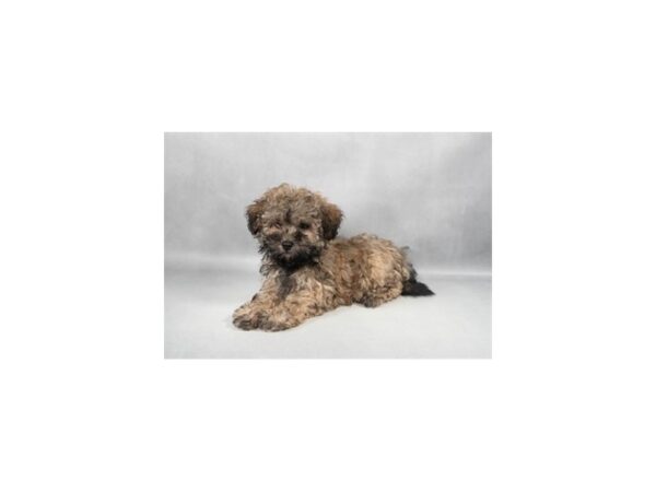 [#29316] Gold Sable Female Havanese/Poodle Puppies For Sale