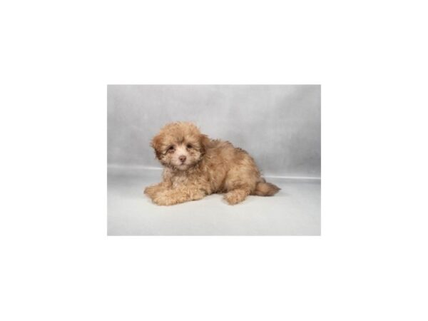 [#29317] Chocolate Male Havanese/Poodle Puppies For Sale