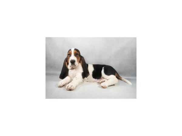 [#29318] Black White and Tan Male Basset Hound Puppies For Sale
