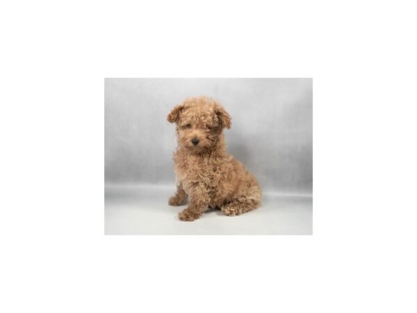 [#29319] Brown Female Poodle Puppies For Sale