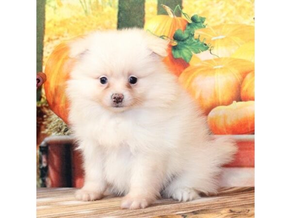 [#29321] Cream Female Pomeranian Puppies For Sale