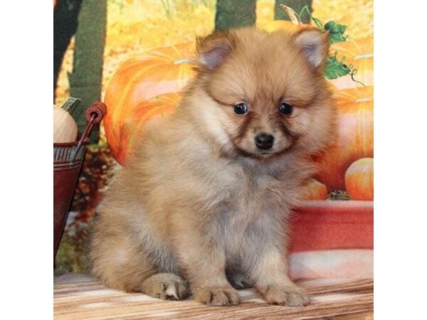 [#29322] Red Male Pomeranian Puppies For Sale