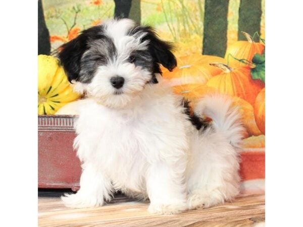 [#29323] White Black / Tan Male Havanese Puppies For Sale