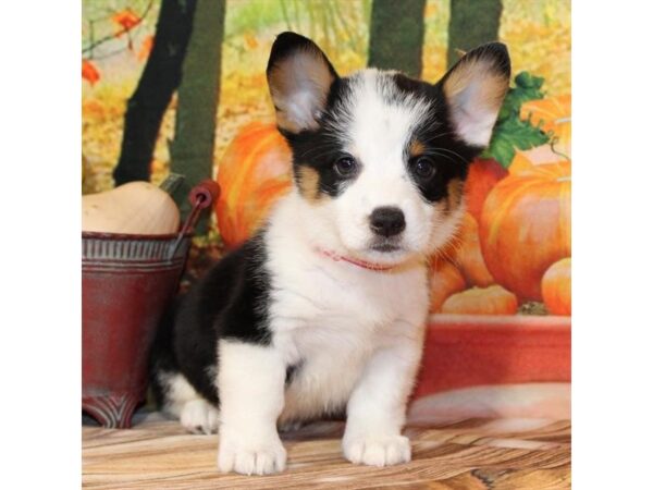 [#29324] Black / Tan Male Pembroke Welsh Corgi Puppies For Sale