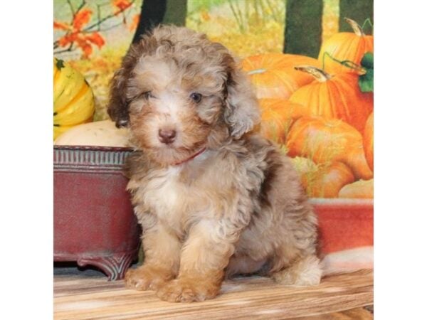 [#29325] Chocolate Merle / Tan Female F1B Mini Labradoodle Puppies For Sale