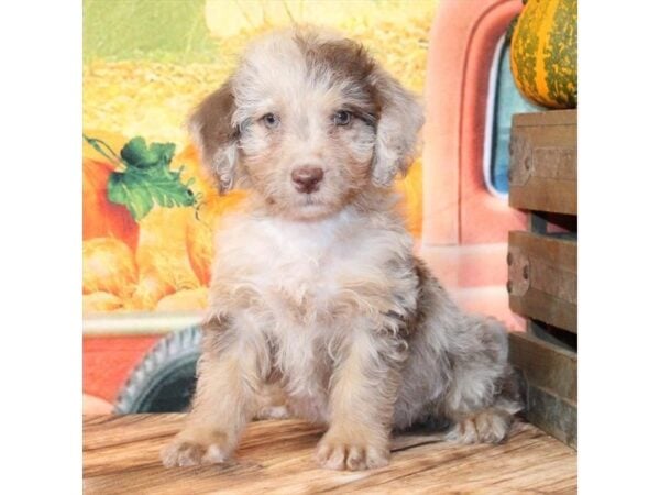 [#29326] Chocolate Merle / Tan Male F1B Mini Labradoodle Puppies For Sale