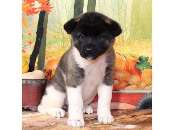 [#29327] Brindle Female Akita Puppies For Sale