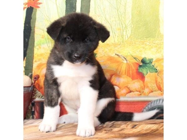 [#29328] Fawn Male Akita Puppies For Sale