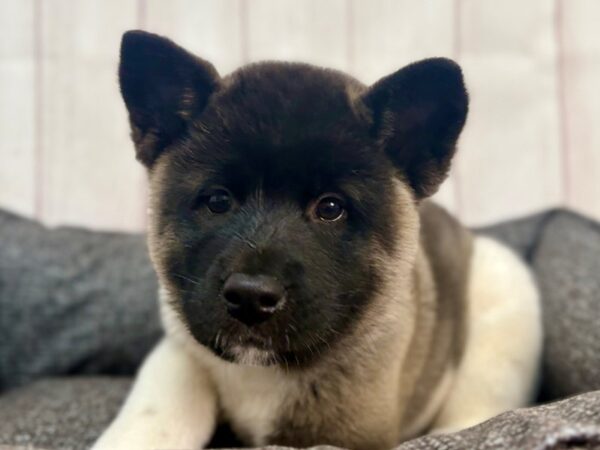 [#29327] Brindle Female Akita Puppies For Sale
