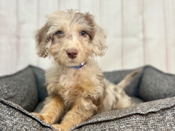 [#29326] Chocolate Merle / Tan Male F1B Mini Labradoodle Puppies For Sale