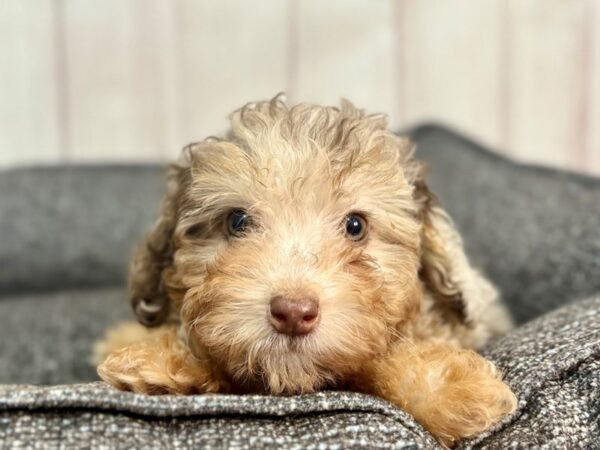 [#29325] Chocolate Merle / Tan Female F1B Mini Labradoodle Puppies For Sale