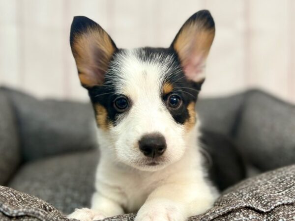 [#29324] Black / Tan Male Pembroke Welsh Corgi Puppies For Sale