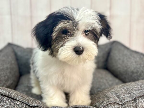 [#29323] White Black / Tan Male Havanese Puppies For Sale