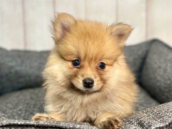[#29322] Red Male Pomeranian Puppies For Sale