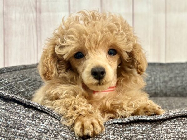 [#29319] Brown Female Poodle Puppies For Sale