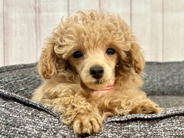 [#29319] Brown Female Poodle Puppies For Sale
