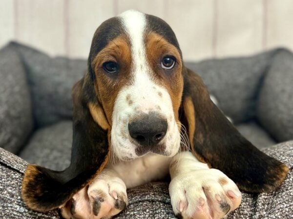 [#29318] Black White and Tan Male Basset Hound Puppies For Sale