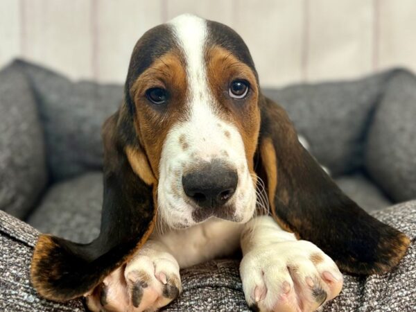[#29318] Black White and Tan Male Basset Hound Puppies For Sale