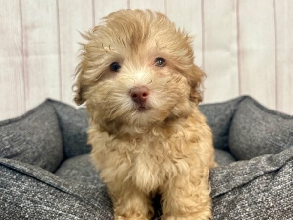 [#29317] Chocolate Male Havanese/Poodle Puppies For Sale