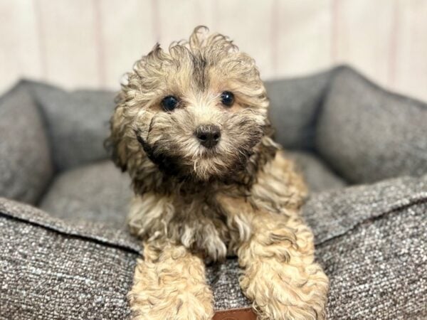 [#29316] Gold Sable Female Havanese/Poodle Puppies For Sale