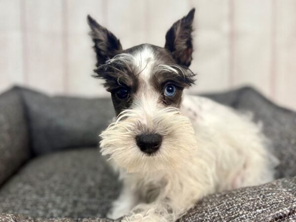 [#29315] Black and Silver Female Miniature Schnauzer Puppies For Sale