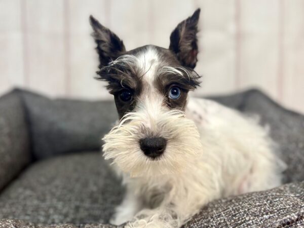 [#29315] Black and Silver Female Miniature Schnauzer Puppies For Sale