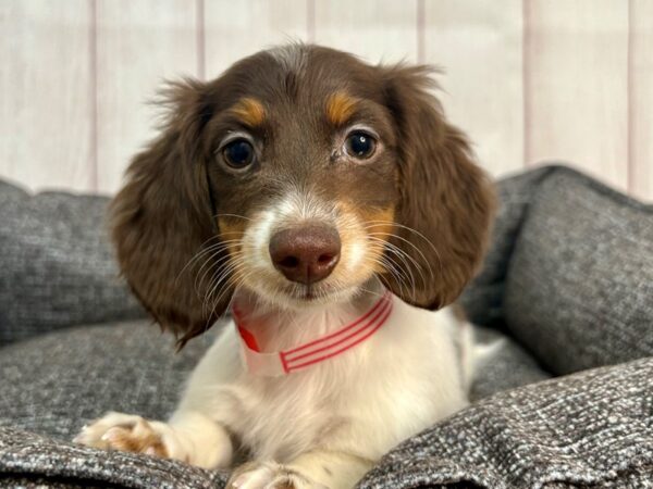 [#29314] Chocolate and Tan Female Dachshund Puppies For Sale