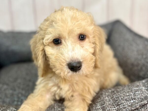 [#29311] Cream Female F1B Mini Goldendoodle Puppies For Sale
