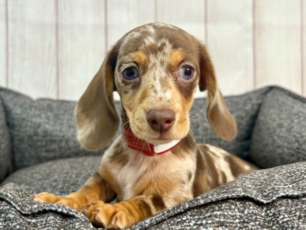 [#29310] Chocolate Dapple Female Dachshund Puppies For Sale