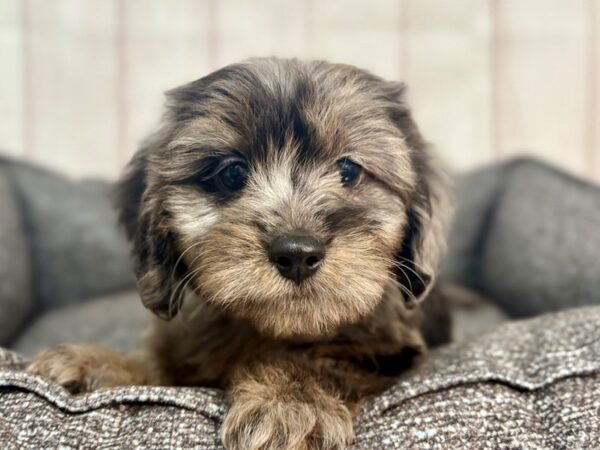 [#29309] Black and Silver Dapple Male Dachshund/Poodle Puppies For Sale