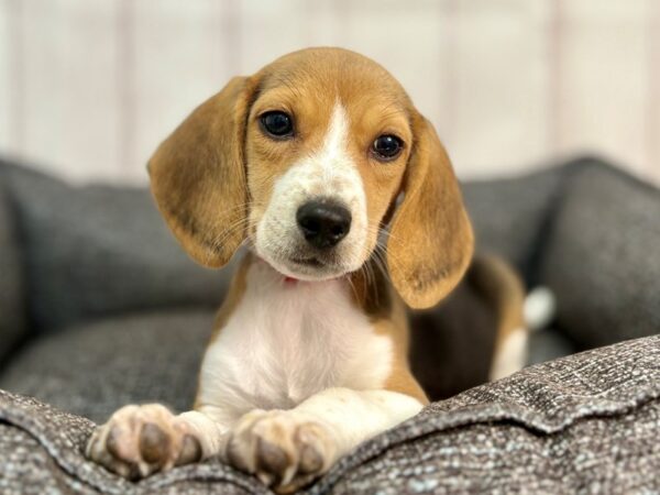 [#29307] Black Tan and White Female Beagle Puppies For Sale