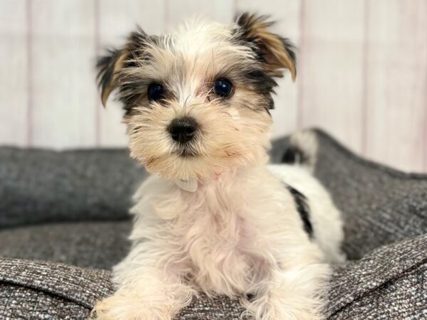 [#29306] Black and Tan Female Maltese/Yorkshire Terrier Puppies For Sale