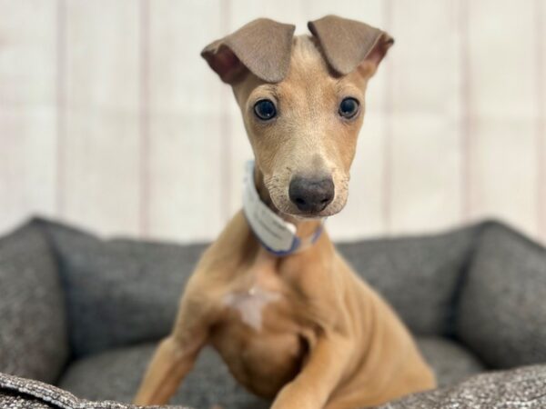 [#29305] Blue Fawn Male Italian Greyhound Puppies For Sale